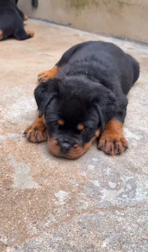 Um cão de presença forte e coração extremamente dócil.