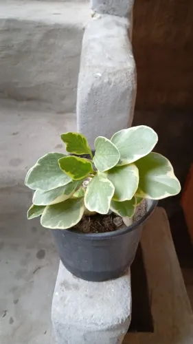 Planta peperomia variegata