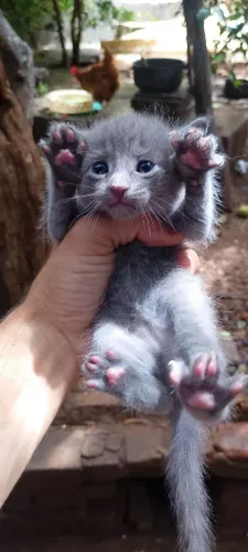 Gatinha brithsh short hair cinza