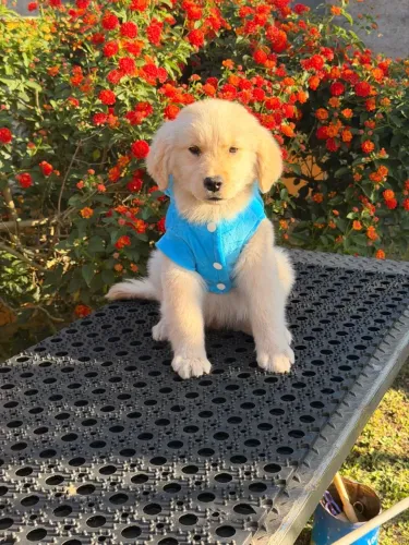 Golden Retriever filhote 49 dias