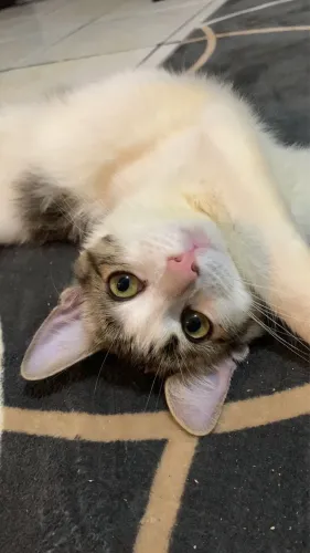 Gata filhote para adoção 