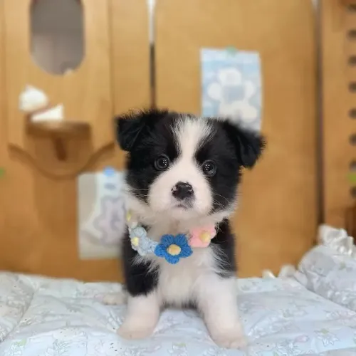 Filhote de cachorro Border Collie saudavel de temperamento muito docil
