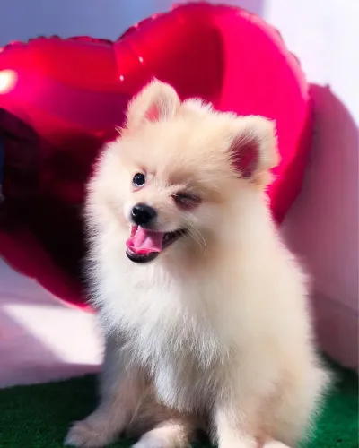 Lulu da pomerania fêmea 