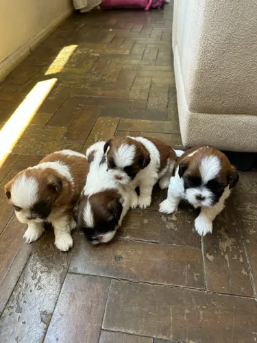 Filhotes de Shih tzu