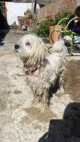Doa-se cachorro macho poodle com Shituz 