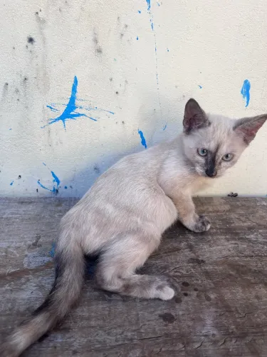 gatinhas filhotes
