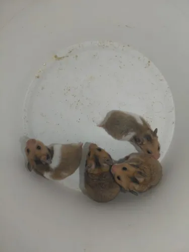 Hamster Sirio