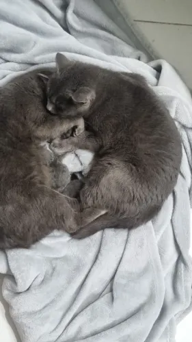 Gato chartreux