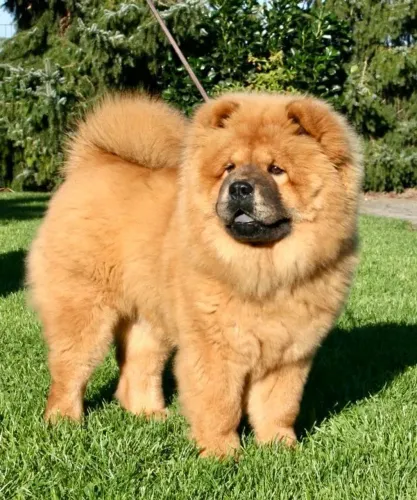 Chow Chow filhote de luxos pedigree gg