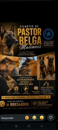 Filhotes de Pastor Belga Malinois 