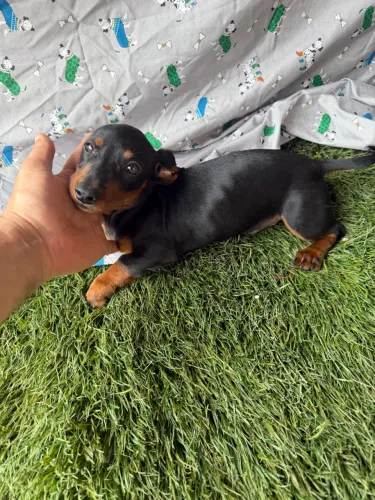 Dachshund / teckel - macho com valor baixo