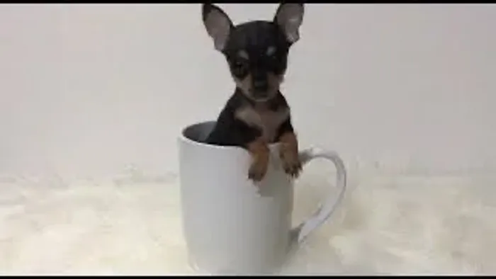 Pinscher fêmea zero de bolso