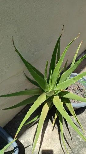 Planta Babosa