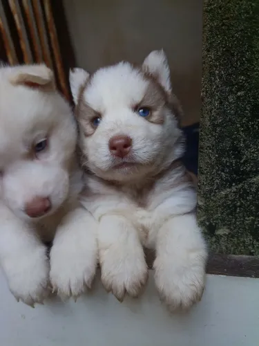 Husky Siberiano
