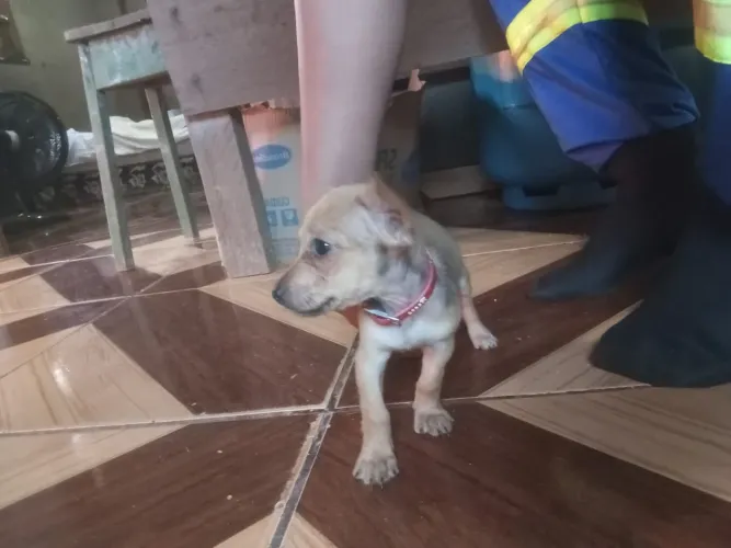 Vende filhote de pinscher 0  