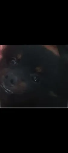 Lulu da Pomerânia
