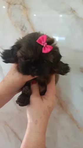 Lindas femeas e machos de shih-tzu a pronta entrega