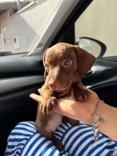 Filhote fêmea dachshund