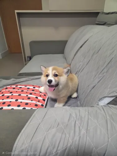 Filhote de Welsh Corgi Pembroke - Macho