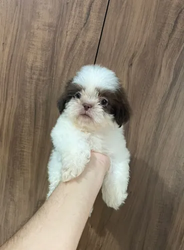 Shitzu macho
