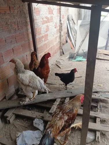 Galinhas 