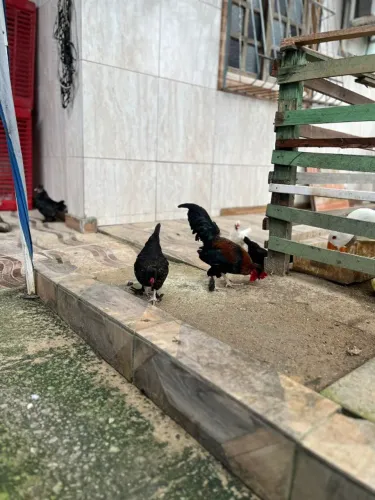 Galinhas/Galos Ornamentais/penas nas patas/topetudas