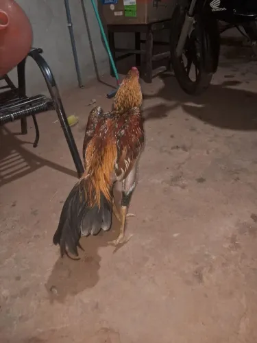 Vendo frango índio 