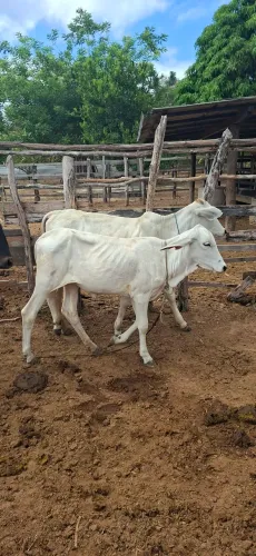 Casal de bezerro nelore
