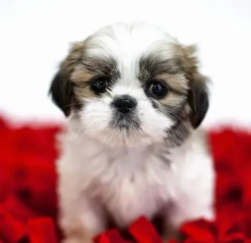 Filhotes de Shih Tzu | Companhia que traz paz.
