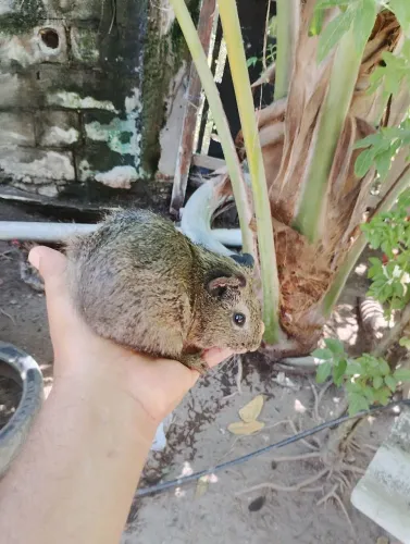 Preá