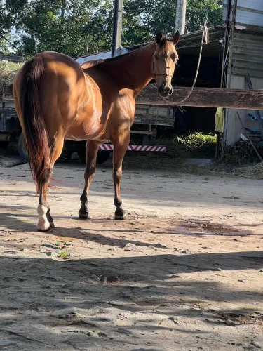 Cavalo Quarto de Milha