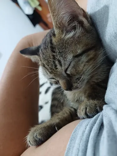 Filhote de gato para adoção