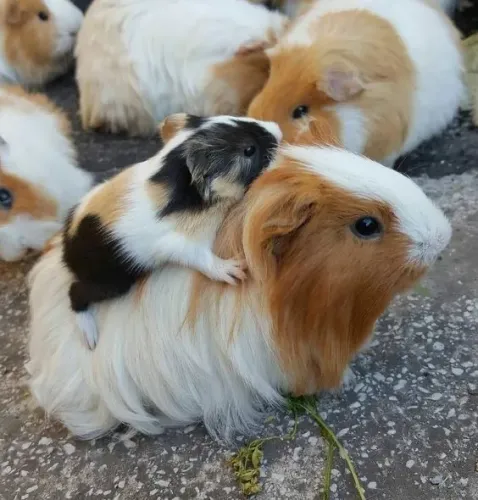 Doação de porquinho da india