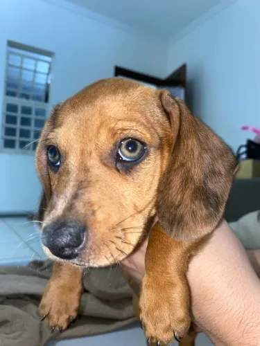 Filhotes de daschund
