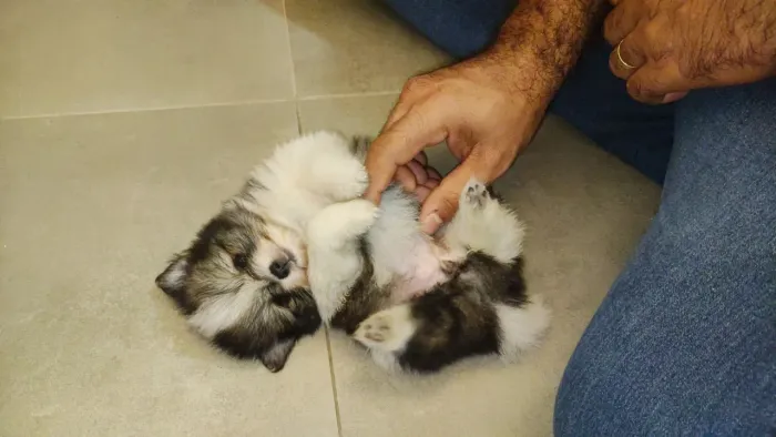 Filhote de Spitz Alemão - Linhagem com Pedigree e Garantia - Lulu da Pomerânia