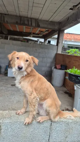 Doa-se cachorro macho (Tom Tom)