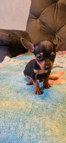 Pinscher miniatura zero femea 