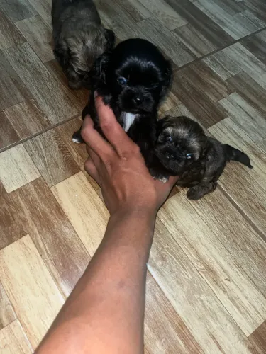 Vendo cachorro da raça shih tzu