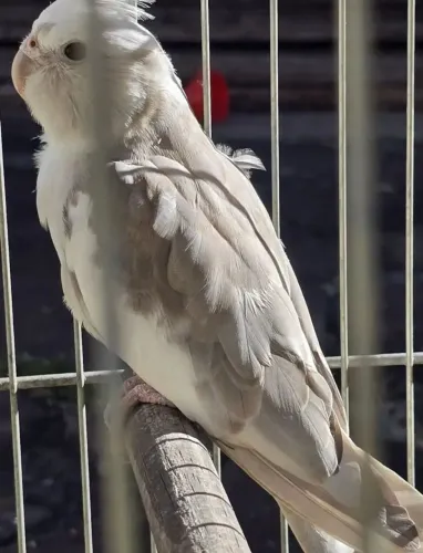 Lindo