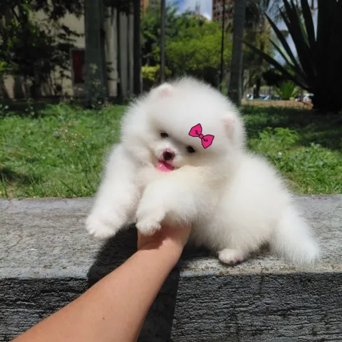 A Ursinha mais linda da Olx Lulu da Pomerânia 
