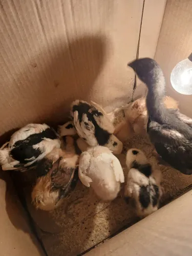 Galinha gsb balão ( pintinhos)