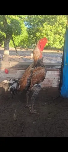 Galo índio gigante 