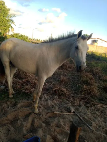 Vende-se esse cavalo 
