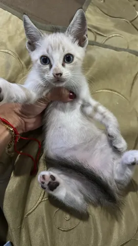 Doação de gatos