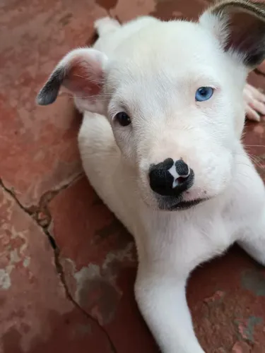 Akita com dogo argentino