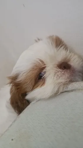 Filhotes de Shih Tzu