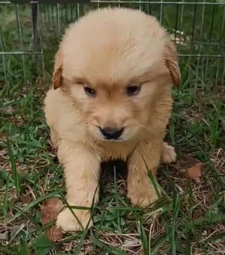 Golden retriever lindo e carinhoso