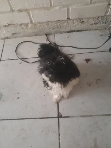 cadela 4 meses