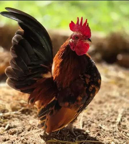 Galo Serama