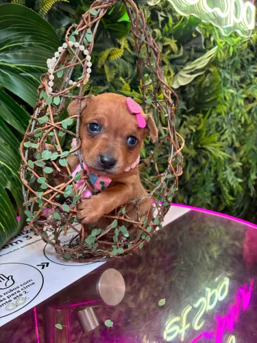 Pinscher !!! Fêmea dourada 
